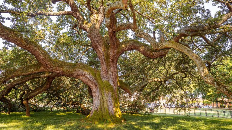 A photo of the Emancipation Oak.